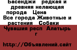 Басенджи - редкая и древняя нелающая порода › Цена ­ 50 000 - Все города Животные и растения » Собаки   . Чувашия респ.,Алатырь г.